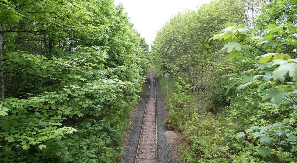 Vegetation Management